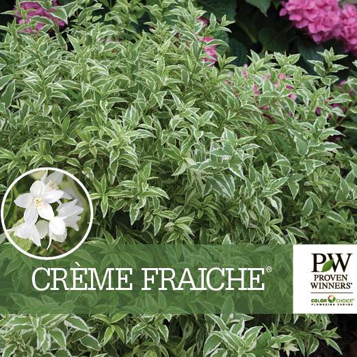 Preview of Crème Fraiche® Deutzia PDF