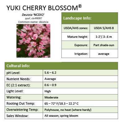 Preview of Yuki Cherry Blossom® Deutzia grower sheet PDF