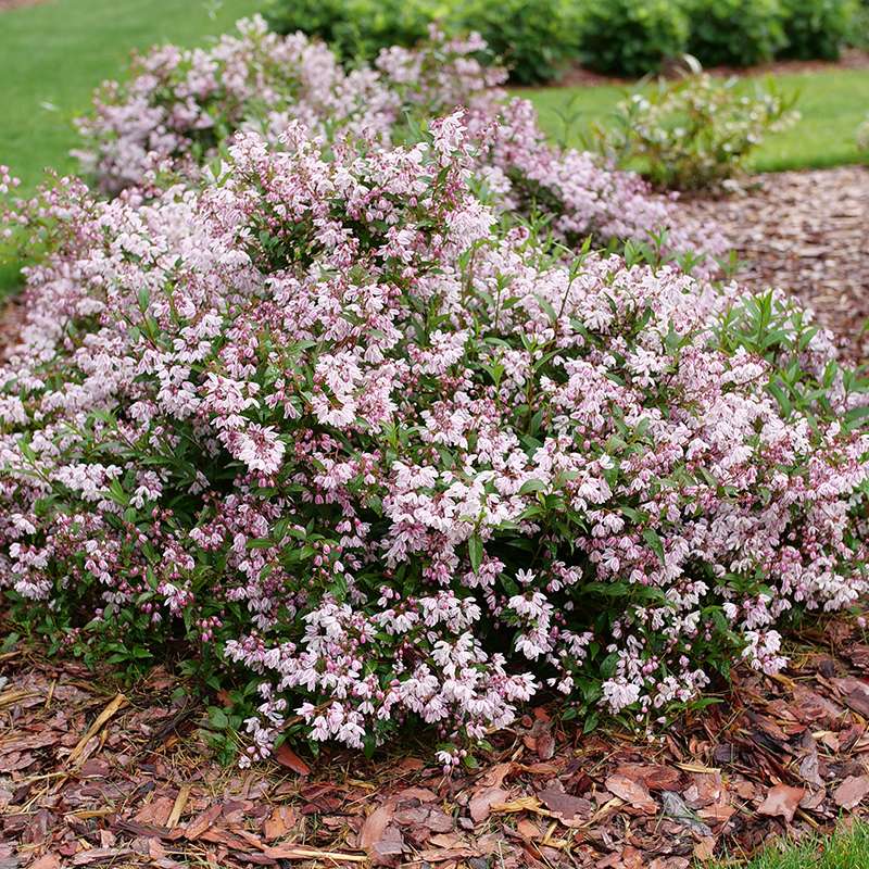 Yuki Kabuki Deutzia blooming in a landscape