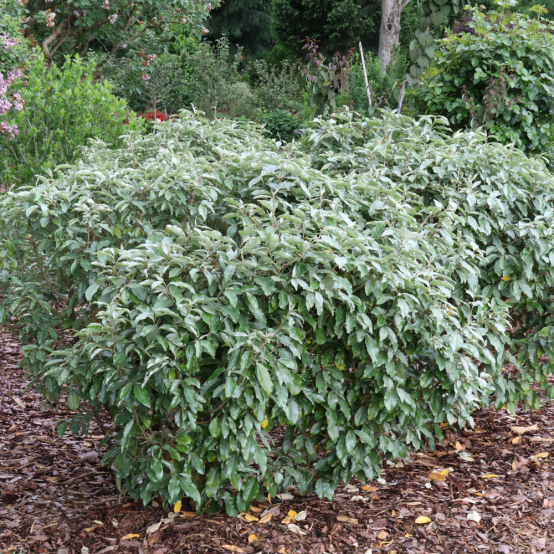 Mutiple Mr. Smooth Seedless silverthorn bushes with silvery foliage hanging down in a landscape. 