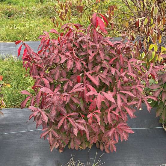 Fire Ball Seedless burning bush in a trial field