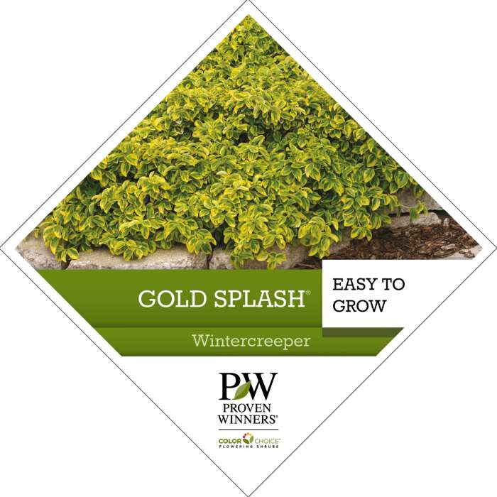 Preview of Gold Splash® Euonymus  PDF