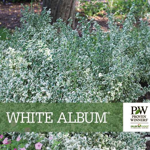 Preview of White Album® Euonymus benchcard PDF