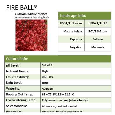 Preview of Fire Ball® Euonymus grower sheet PDF