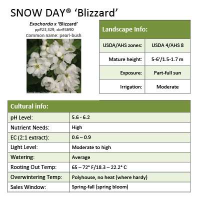 Preview of Snow Day® ‘Blizzard’ Exochorda PDF