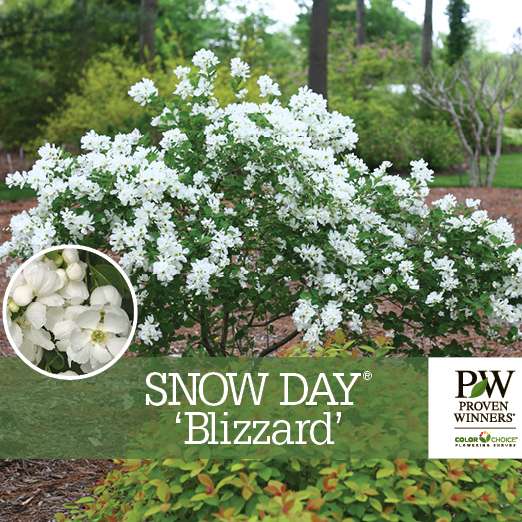 Preview of Snow Day® ‘Blizzard’ Exochorda PDF