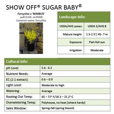 Preview of Show Off® Sugar Baby® Forsythia Grower Sheet PDF