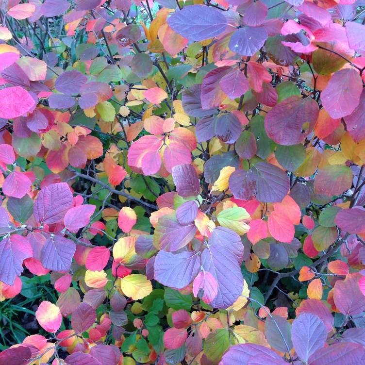 Legend of the Fall bottlebrush's orange, yellow, and red foliage