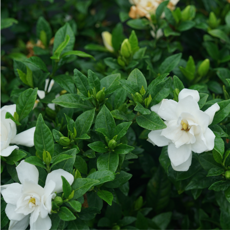 Pillow Talk gardenia in the landscape.