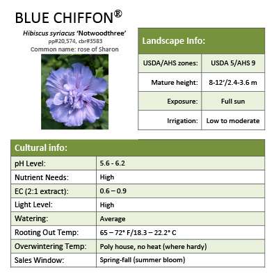 Preview of Blue Chiffon® Hibiscus PDF