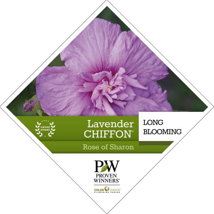 Preview of Lavender Chiffon® Hibiscus PDF