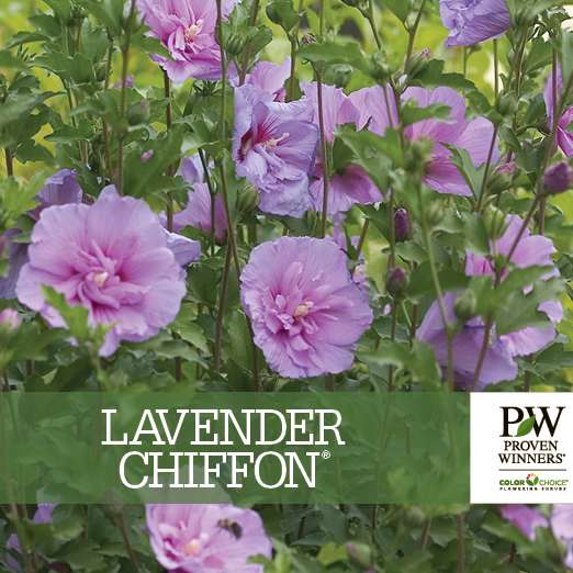 Preview of Lavender Chiffon® Hibiscus PDF