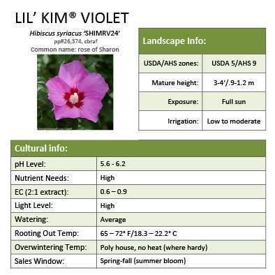 Preview of Lil’ Kim® Violet Hibiscus PDF