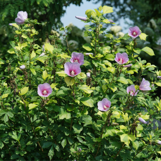 Paraplu Adorned rose of sharon in the landscape.