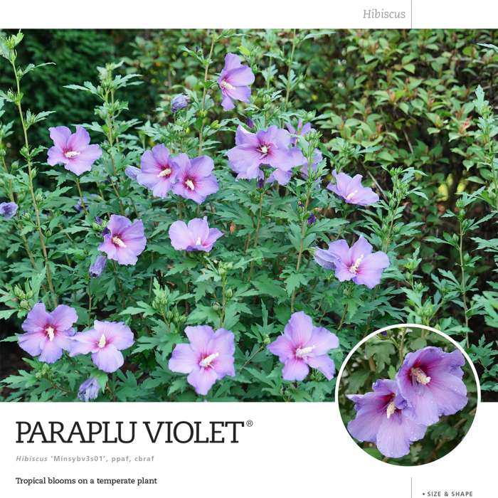 Preview of Paraplu Violet® spec sheet PDF