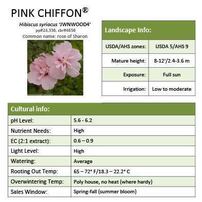 Preview of Pink Chiffon® Hibiscus PDF