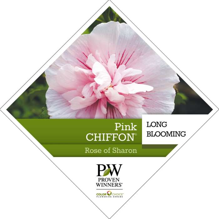 Preview of Pink Chiffon® Hibiscus  PDF