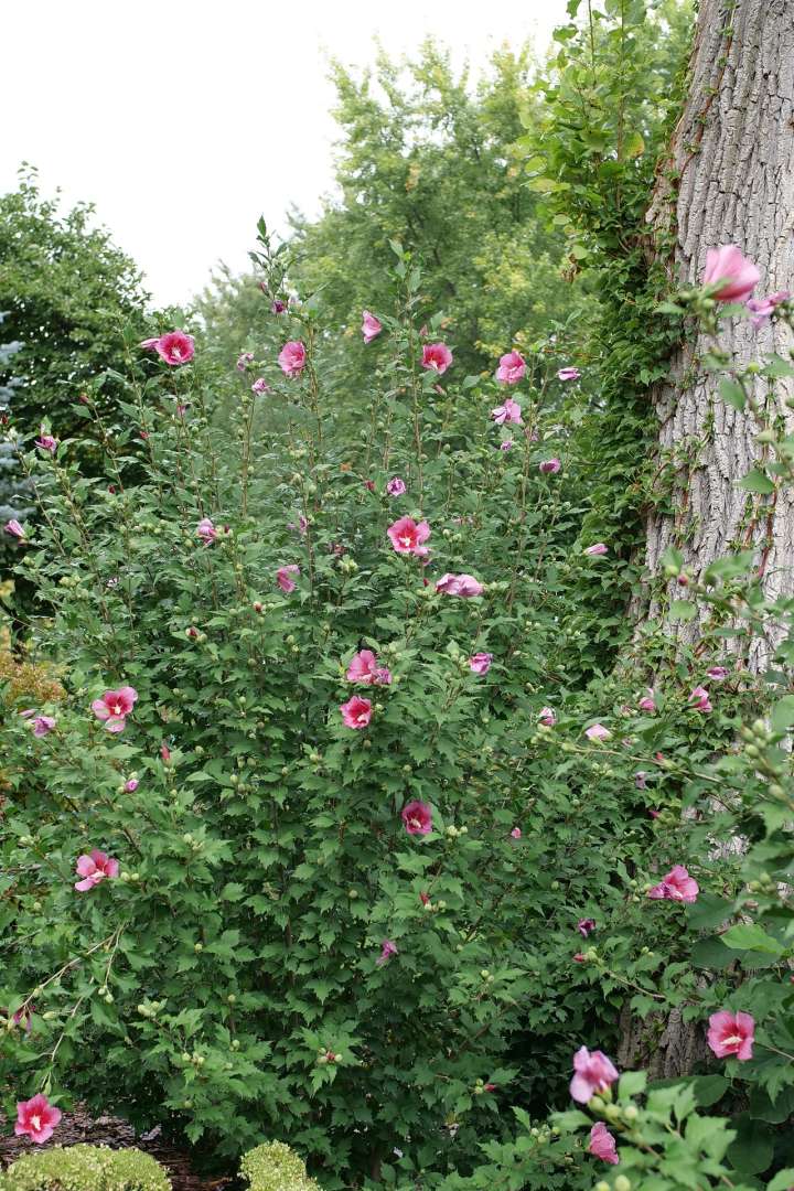 The habit of Red Pillar rose of Sharon