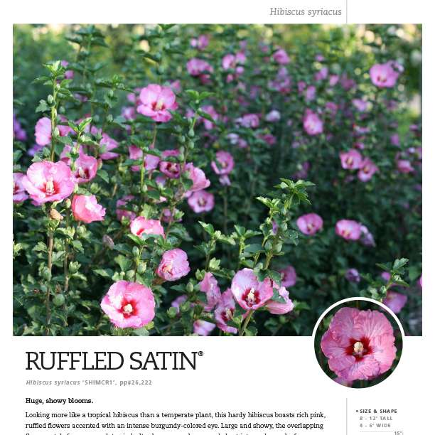 Preview of Ruffled Satin® Hibiscus spec sheet PDF