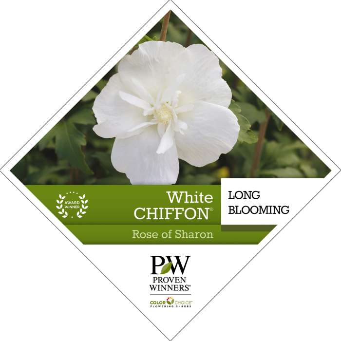 Preview of White Chiffon® Hibiscus PDF