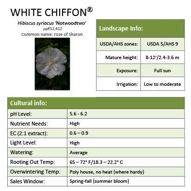 Preview of White Chiffon® Hibiscus PDF