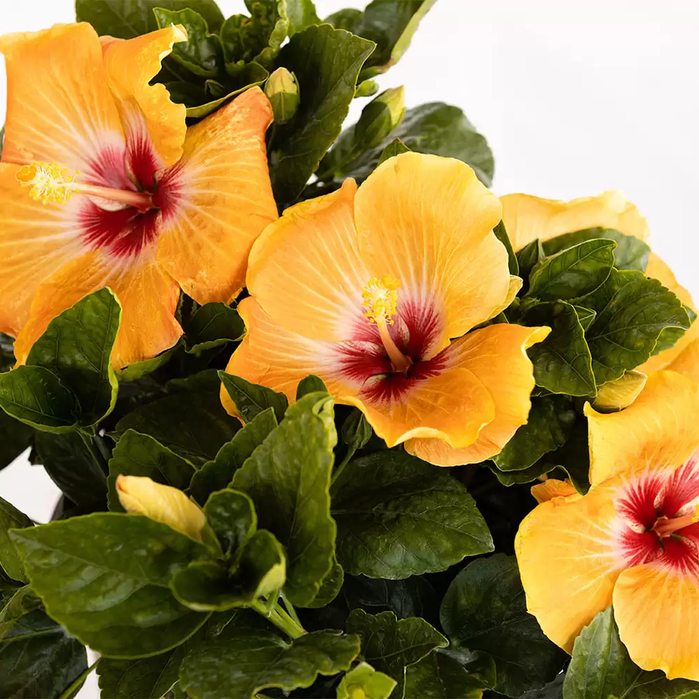 Close up of the yellow blossoms of Hollywood Hibiscus VIP