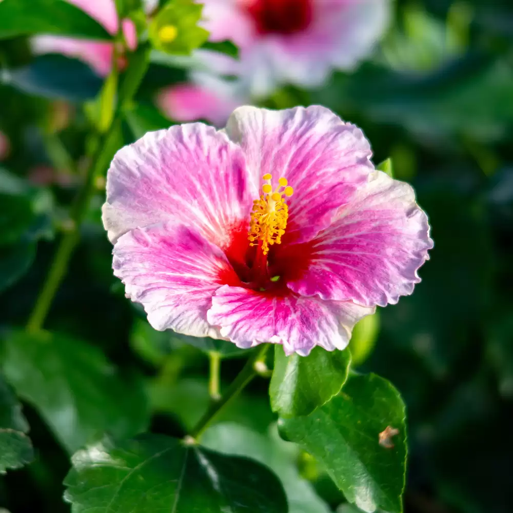 America's Sweetheart hibiscus pink blossom with white edges