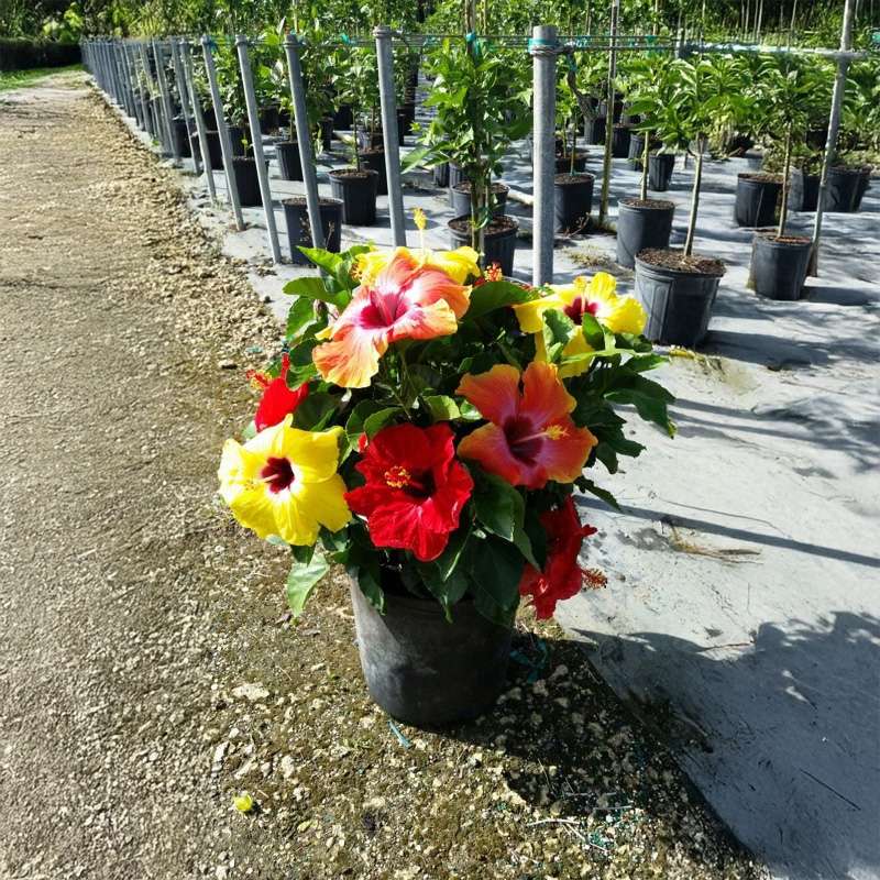 Multiple colors of hibiscus in a pot