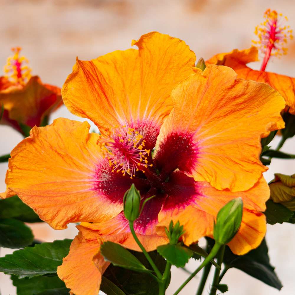 DISCO DIVA™ orange blooms close up