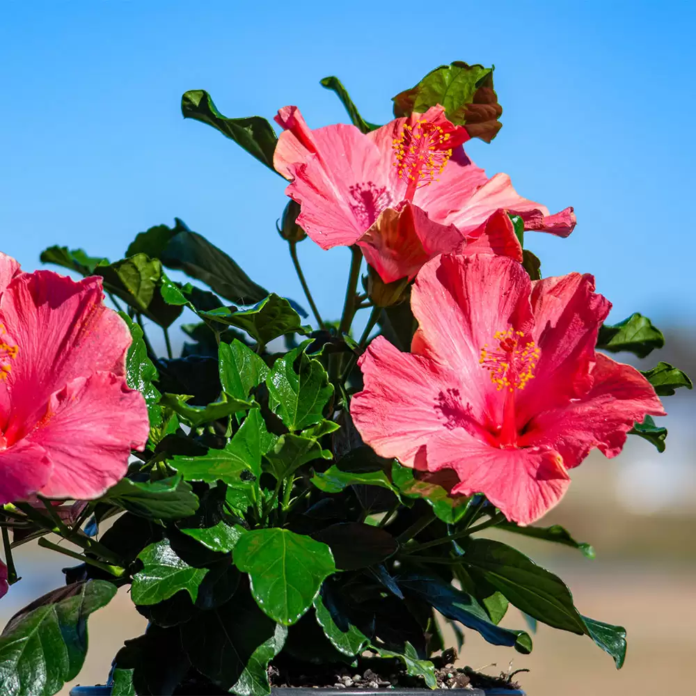 Close up of the pink blossoms of First Lady hibiscus