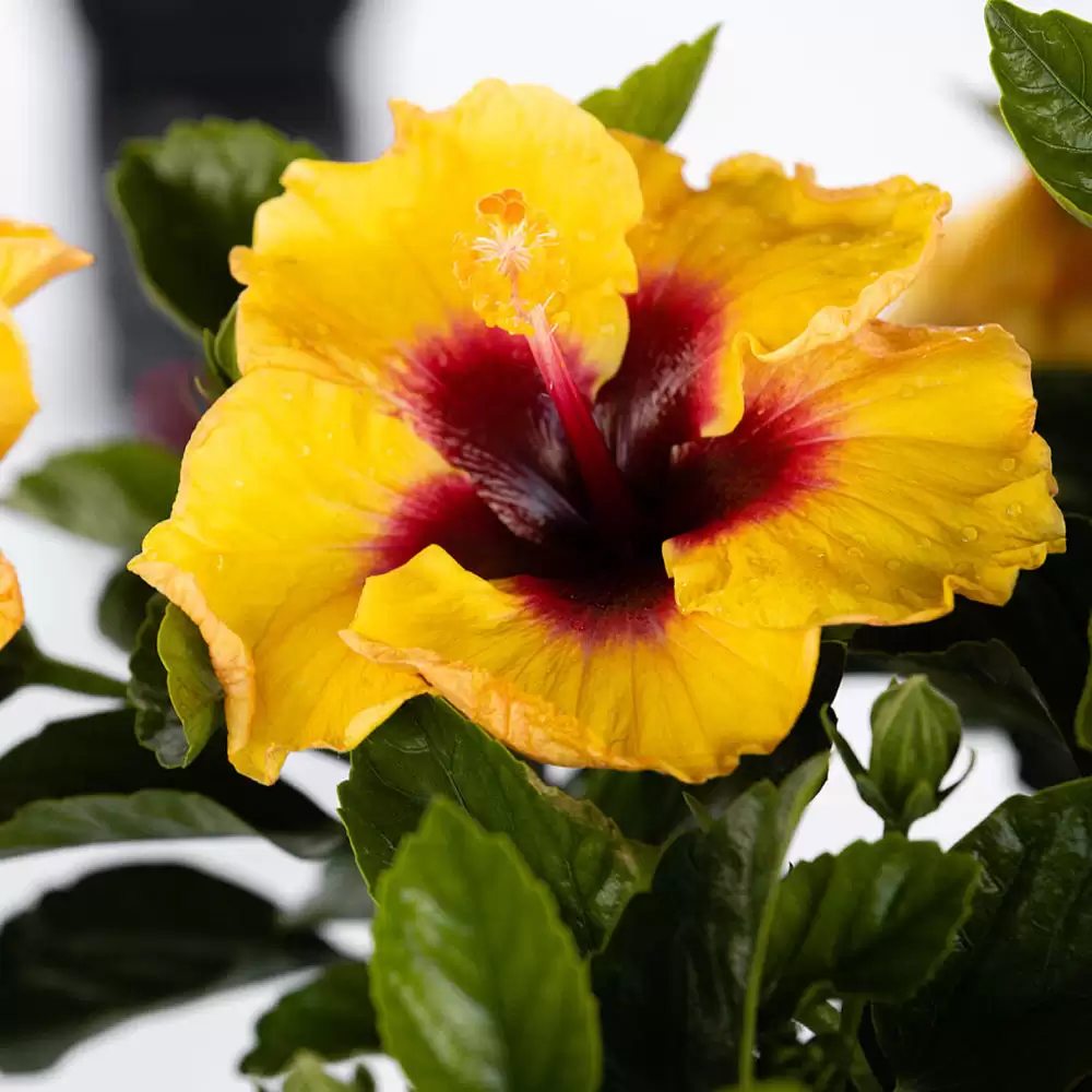 Close up of the yellow blossom with a deep red eye, Rico Suave hibiscus