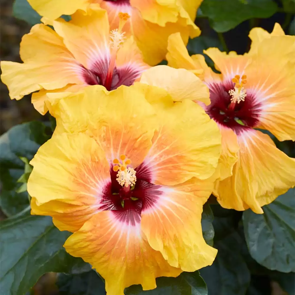 Close up of the yellow blossom with a deep red eye, Social Butterfly hibiscus