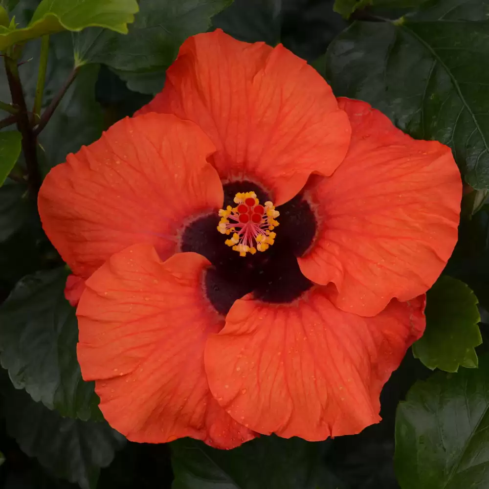 Close Up of Sunset Boulevard's orange blossom