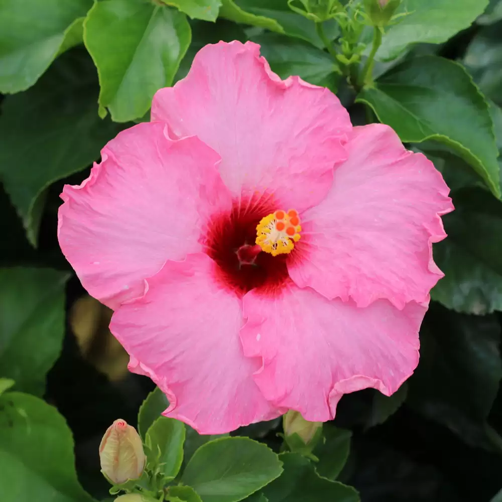 Close up of the pink blossom of Talk of the Town