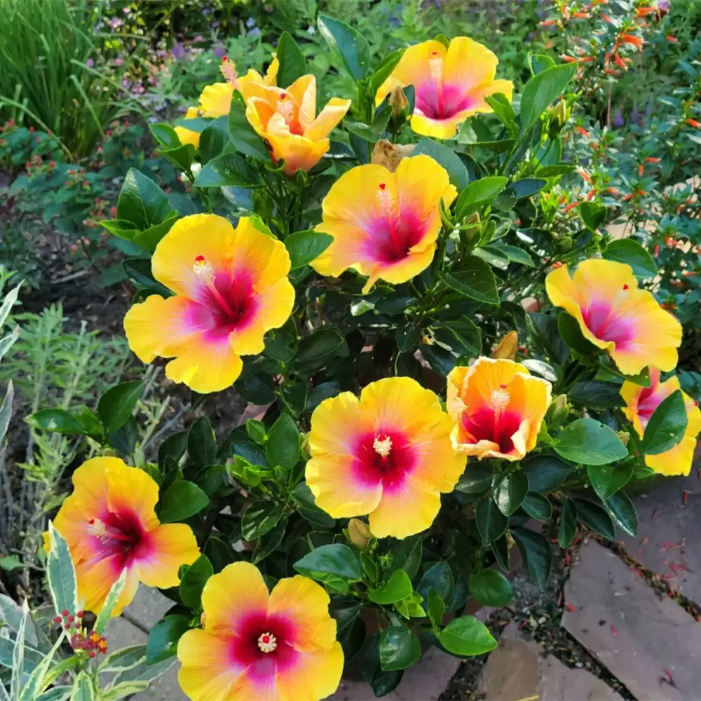 Yellow blossoms of Social Butterfly hibiscus in the landscape