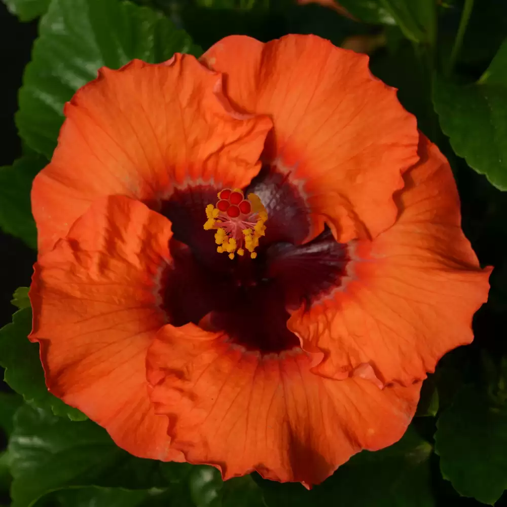 Close Up of Sunset Boulevard's orange blossom