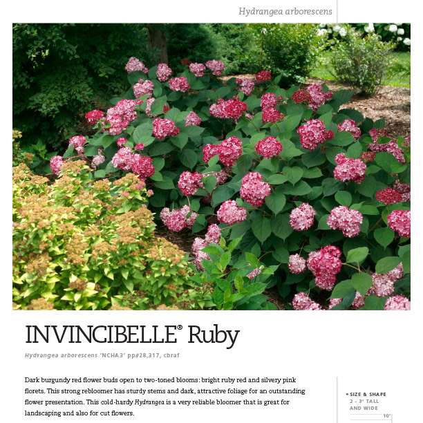 Preview of Invincibelle® Ruby Hydrangea Spec Sheet PDF