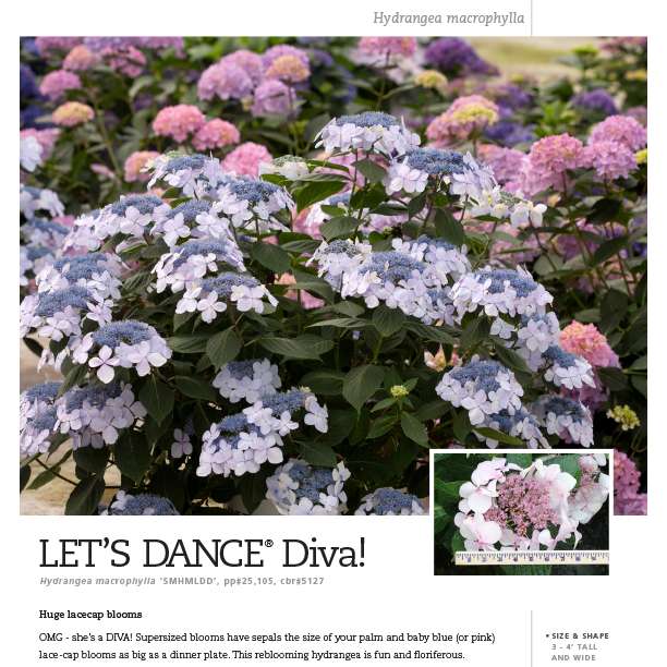 Preview of Let’s Dance® Diva! Hydrangea Spec Sheet PDF