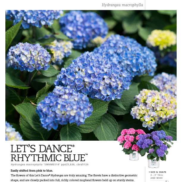 Preview of Let’s Dance® Rhythmic Blue® Hydrangea Spec Sheet PDF