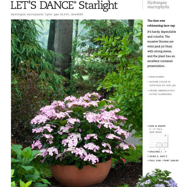 Preview of Let’s Dance® Starlight Hydrangea Spec Sheet PDF