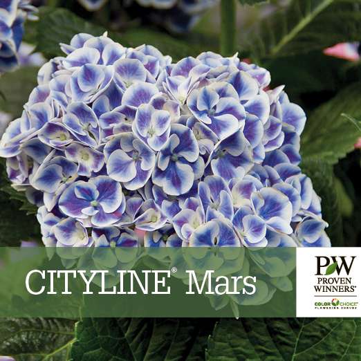 Preview of Cityline® Mars Hydrangea Benchcard PDF