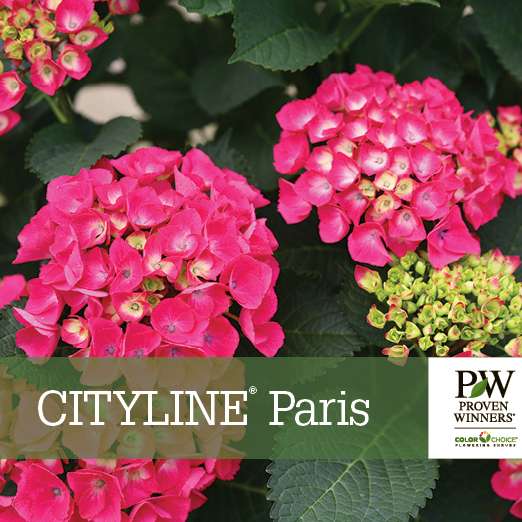 Preview of Cityline® Paris Hydrangea Benchcard PDF