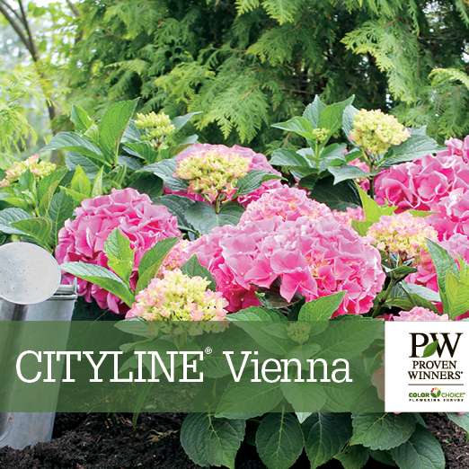 Preview of Cityline® Vienna Hydrangea Benchcard PDF