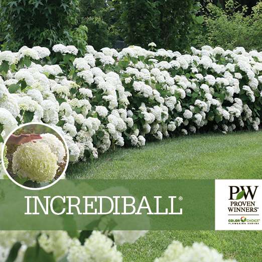 Preview of Incrediball® Hydrangea Benchcard PDF