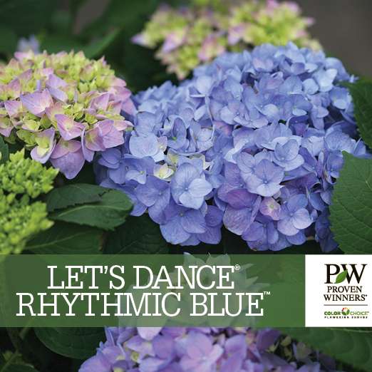 Preview of Let’s Dance® Rhythmic Blue® Hydrangea Benchcard PDF