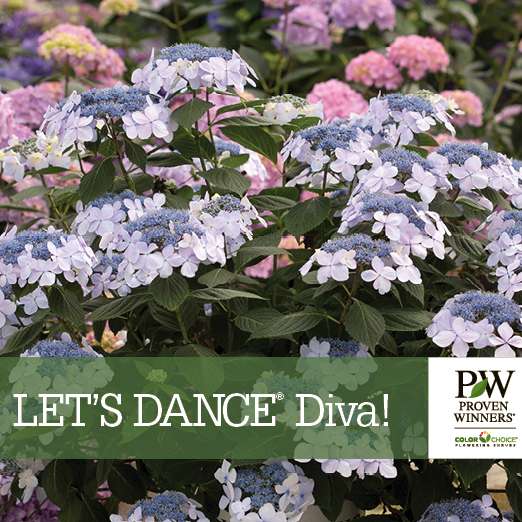 Preview of Let’s Dance® Diva! Hydrangea Benchcard PDF