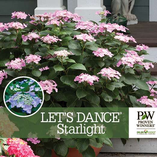 Preview of Let’s Dance® Starlight Hydrangea Benchcard PDF