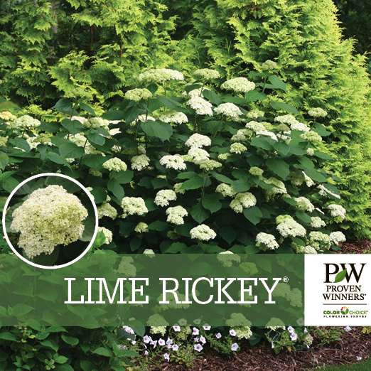 Preview of Lime Rickey® Hydrangea Benchcard PDF