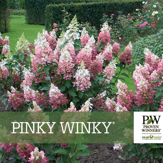 Preview of Pinky Winky® Hydrangea Benchcard PDF