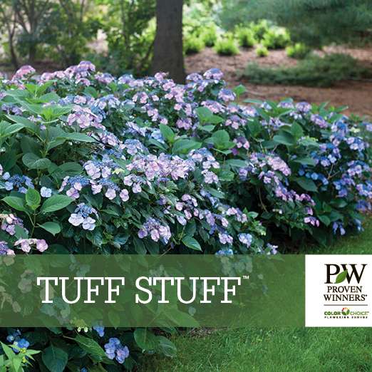 Preview of Tuff Stuff™ Hydrangea Benchcard PDF